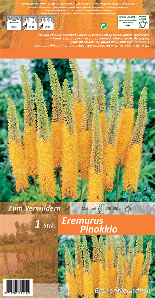 Steppenkerze 'Pinokkio'