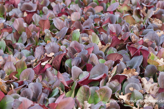 Bergenia purpurascens 'Winterglut'