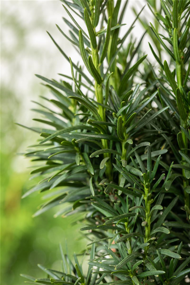 Schmale Säuleneibe 'Fastigiata Robusta'