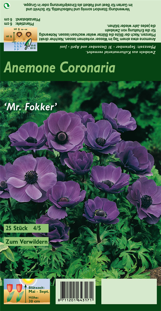 Garten-Anemone 'De Caen Mr. Fokker'
