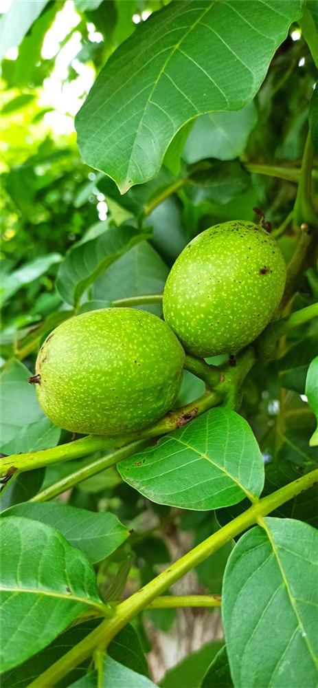 Walnuss 'Esterhazy II'