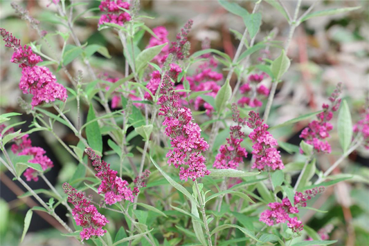 Schmetterlingsflieder 'Red Chip'®