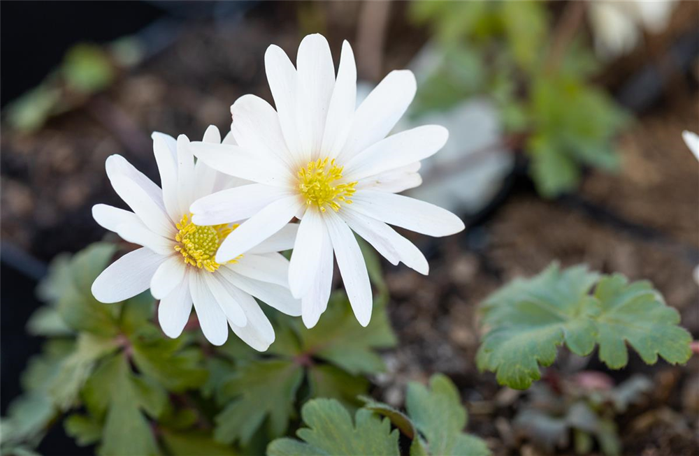 Garten-Strahlen-Windröschen 'White Splendour'