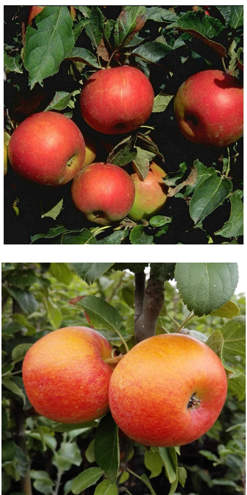 Apfel DUO 'Idared/Alkmene'