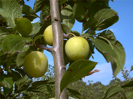 Reneklode 'Oullins Reneklode'