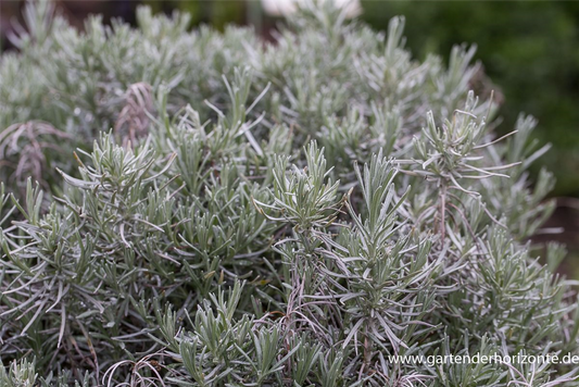 Bastard-Garten-Lavendel