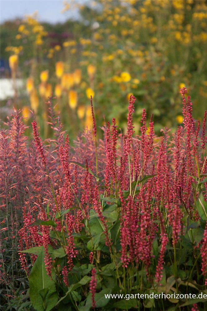 Bistorta amplexicaulis 'Orangofield'