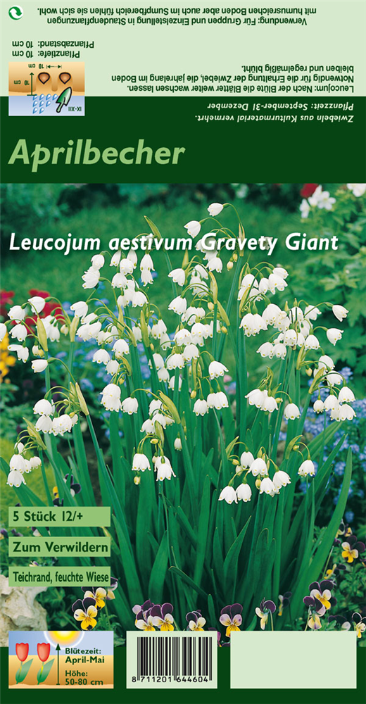 Sommer-Knotenblume 'Gravety Giant'