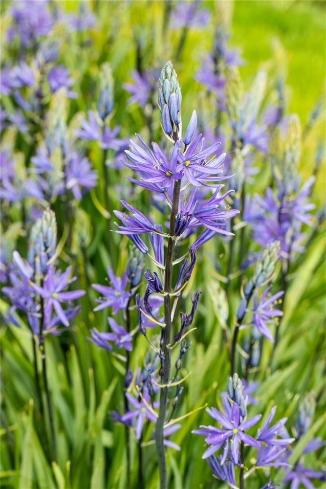 Leichtlin-Prärielilie 'Caerulea'