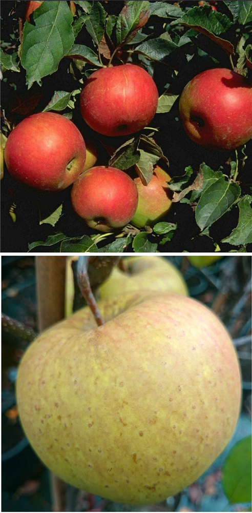 Apfel DUO 'Idared/Gehrers Rambur'