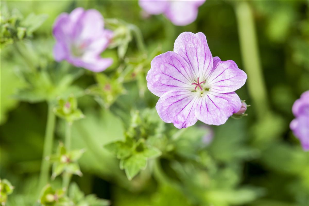 Geranium endressii