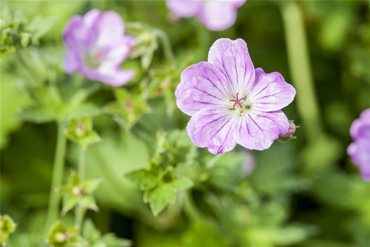 Geranium endressii