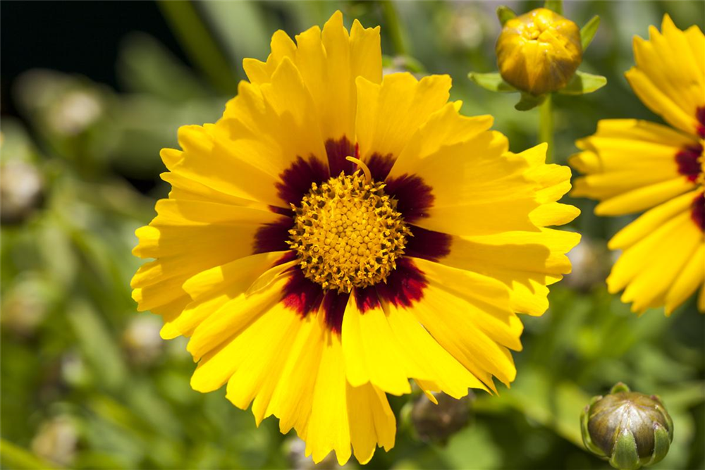 Coreopsis grandiflora 'Sonnenkind'