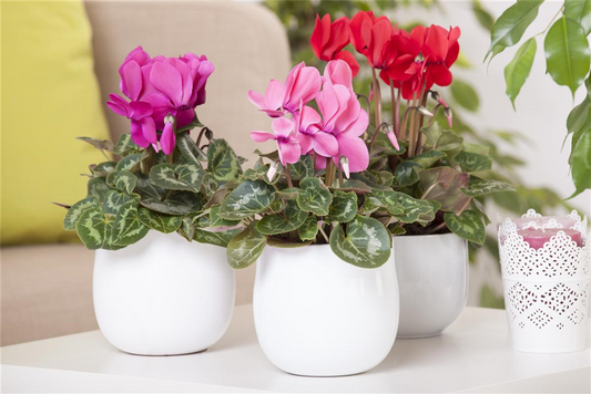 Kompaktes Zimmer-Alpenveilchen