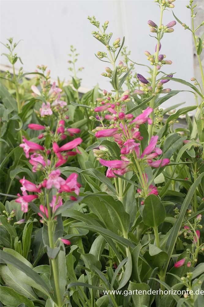 Bartfaden 'Praecox Nanus Rondo'