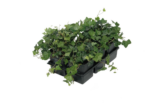 Hedera helix