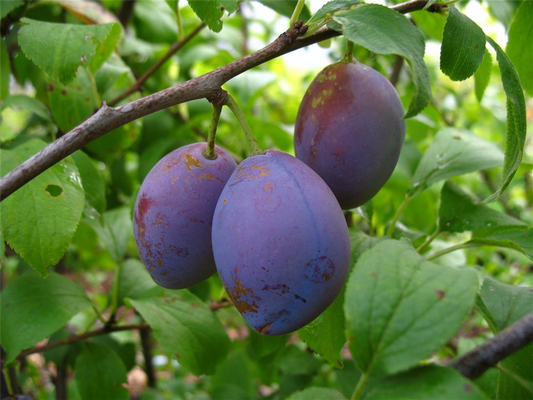 Zwetsche 'Hauszwetsche'