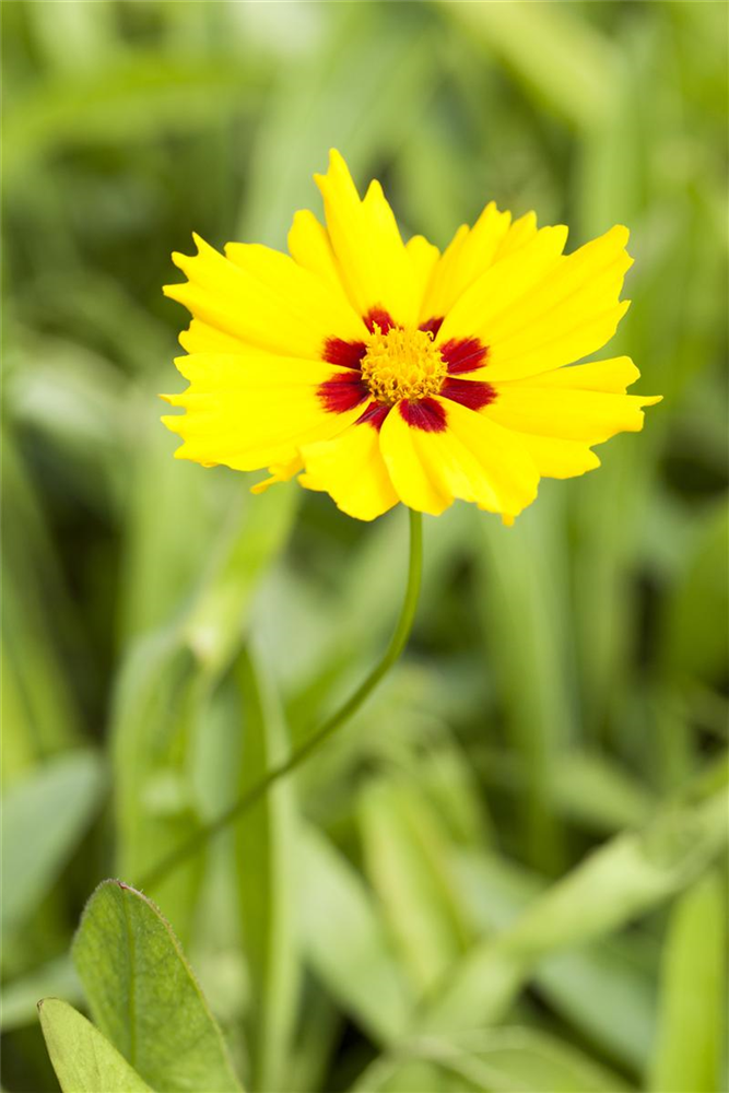 Coreopsis lanceolata 'Sterntaler'