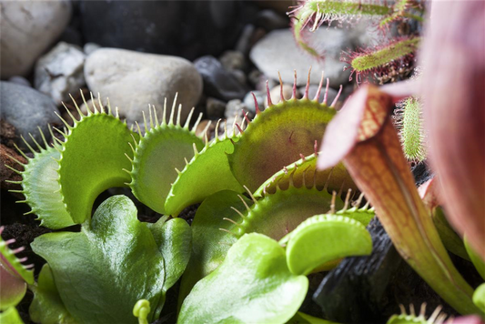 Venusfliegenfalle 'Jumbo'