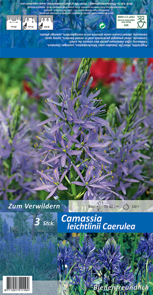 Leichtlin-Prärielilie 'Caerulea'