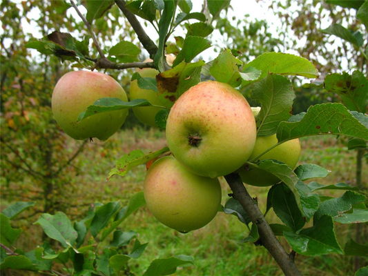 Winterapfel 'Zuccalmagliorenette'