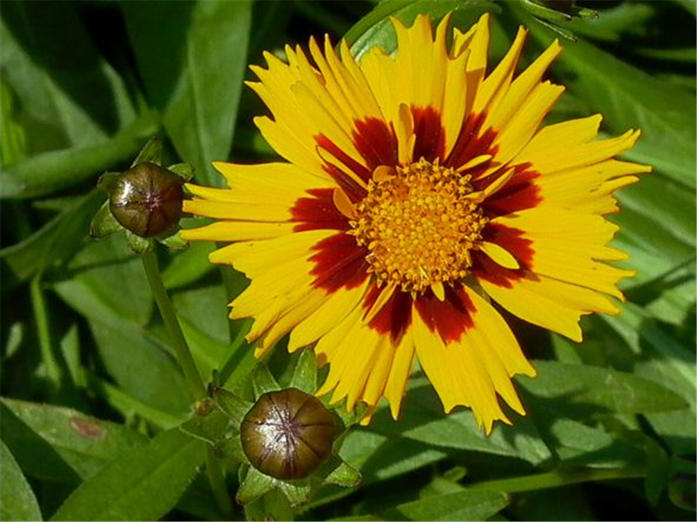 Coreopsis lanceolata 'Sterntaler'