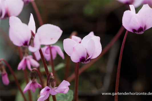 Cyclamen coum 'Cyberia Dark Rose'
