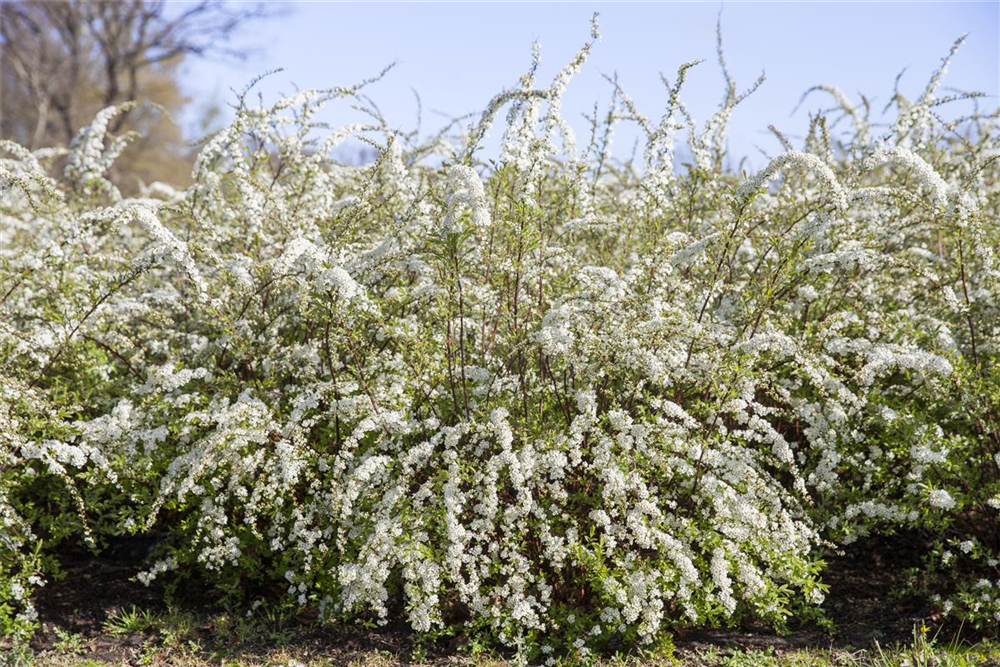 Blütengehölzhecke