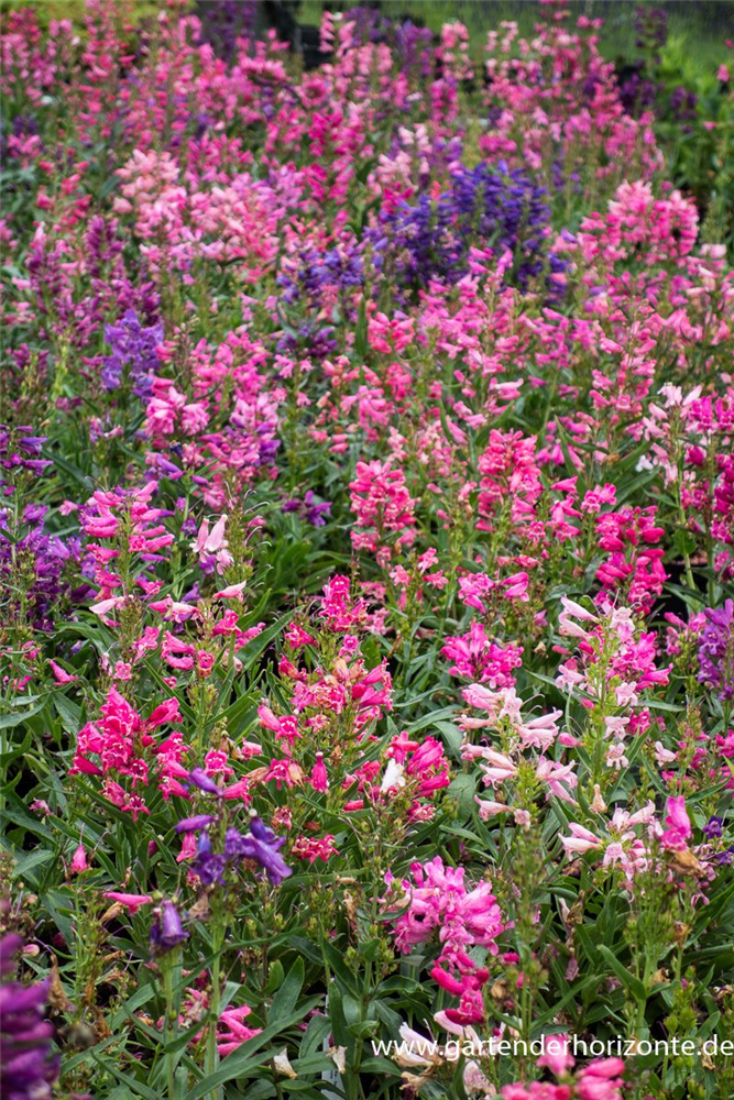 Bartfaden 'Praecox Nanus Rondo'