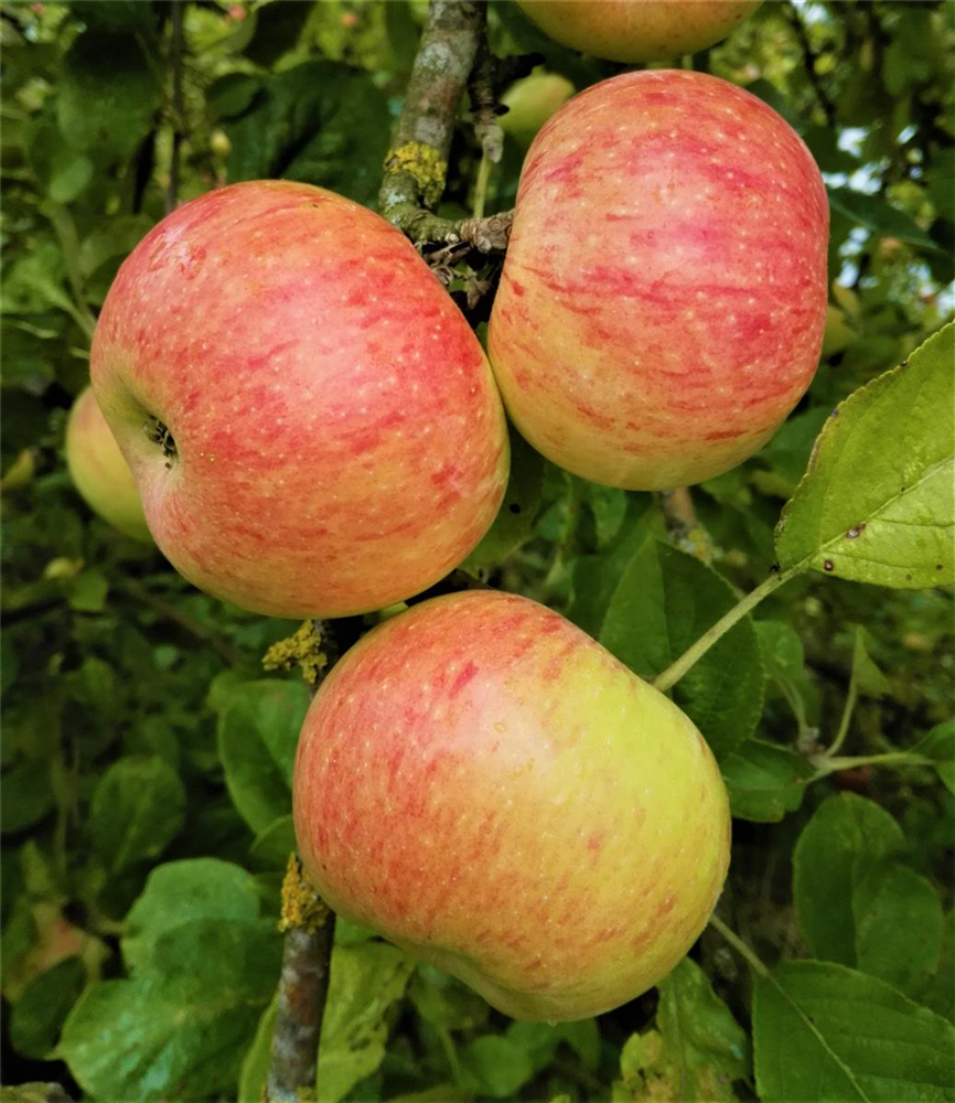 Apfel 'Dülmener Rosenapfel'