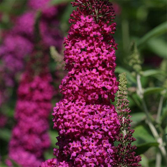 Schmetterlingsflieder 'Red Chip'®