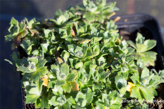 Aubrieta x cult.'Agnete'