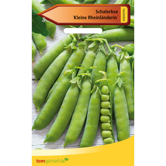 Schal-Erbse 'Kleine Rheinländerin'