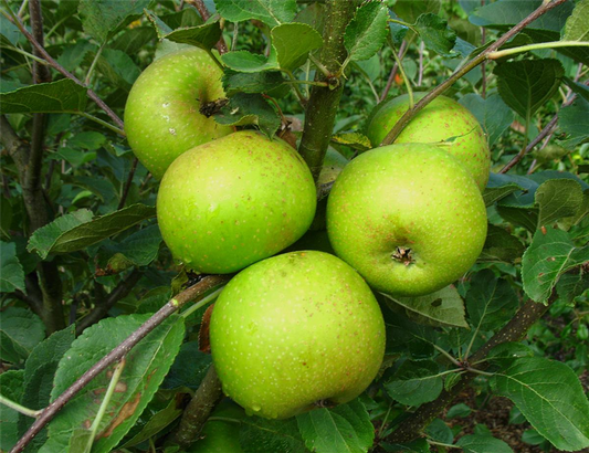 Apfel 'Kasseler Renette'