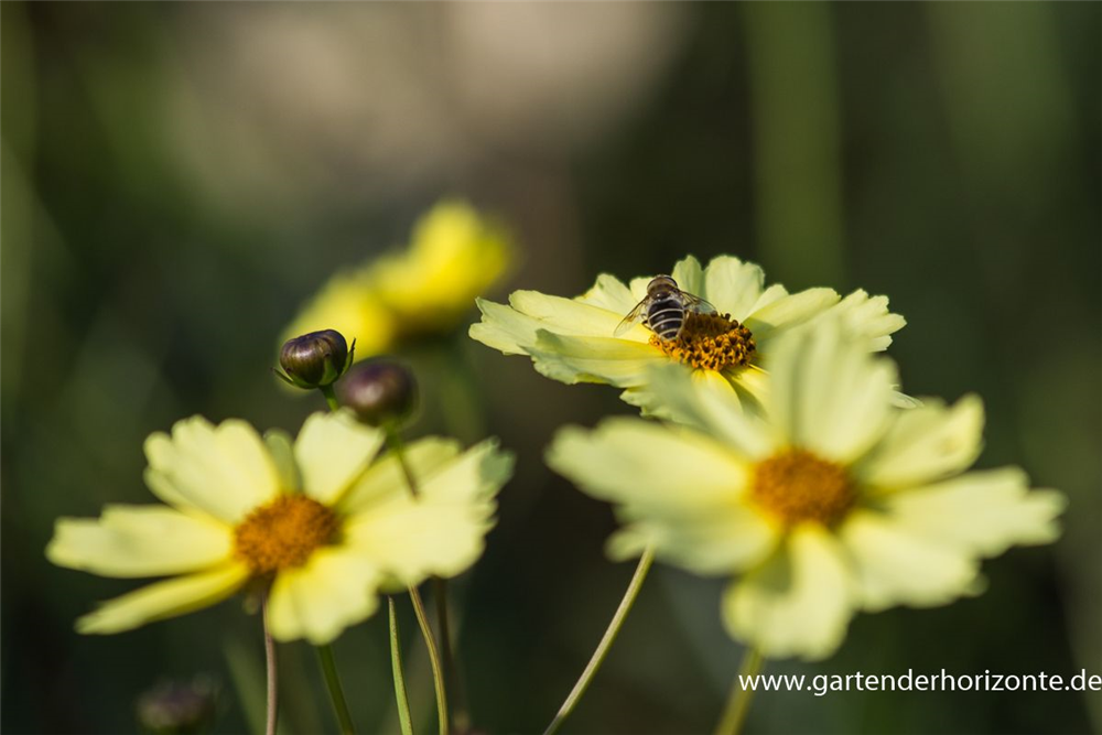 Coreopsis grandiflora 'Full Moon'