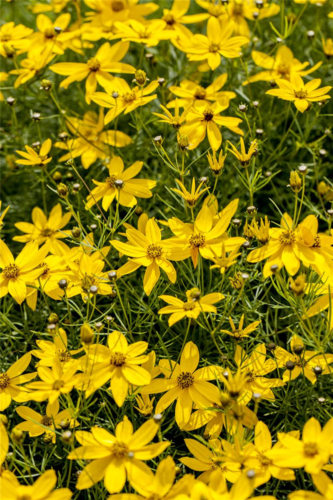 Coreopsis verticillata 'Zagreb'
