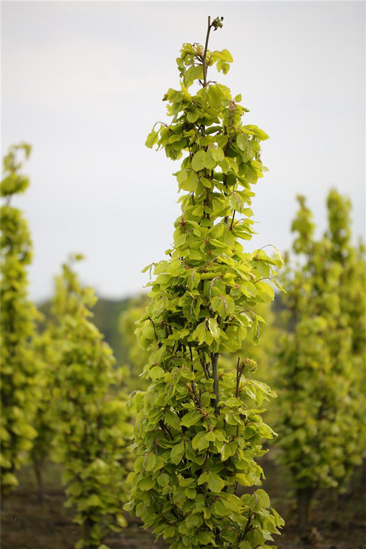 Säulen-Goldbuche 'Dawyck Gold'