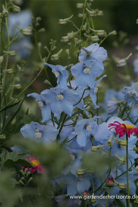 Delphinium x bellad.'Ballkleid'