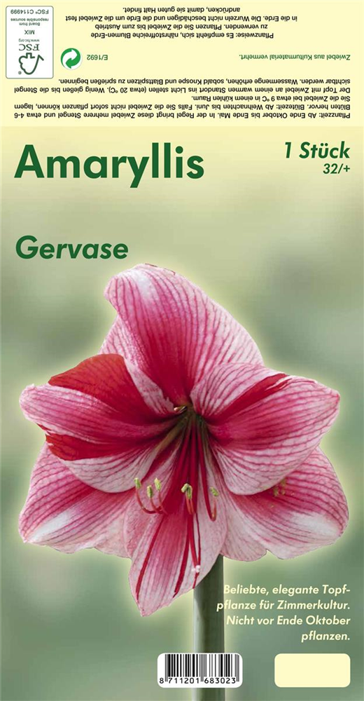 Ritterstern 'Gervase'