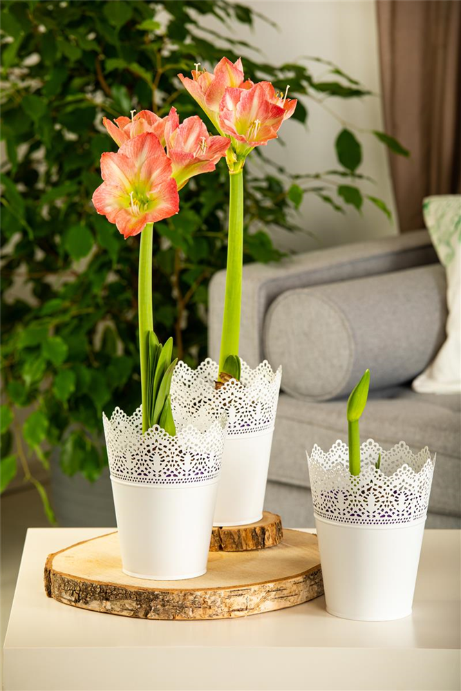 Amaryllis,  Blüte rot/weiß