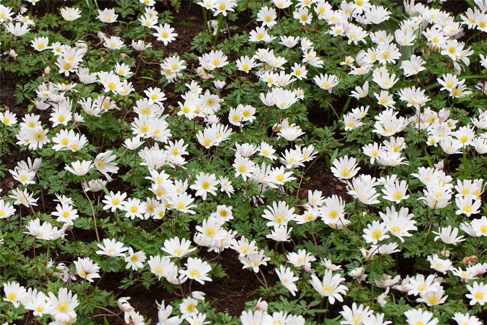 Garten-Strahlen-Windröschen 'White Splendour'