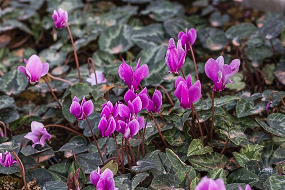 Cyclamen hederif.'Amaze Me Pink'