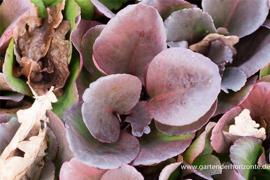 Bergenia purpurascens 'Winterglut'