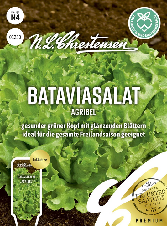 Bataviasalatsamen 'Agribel'