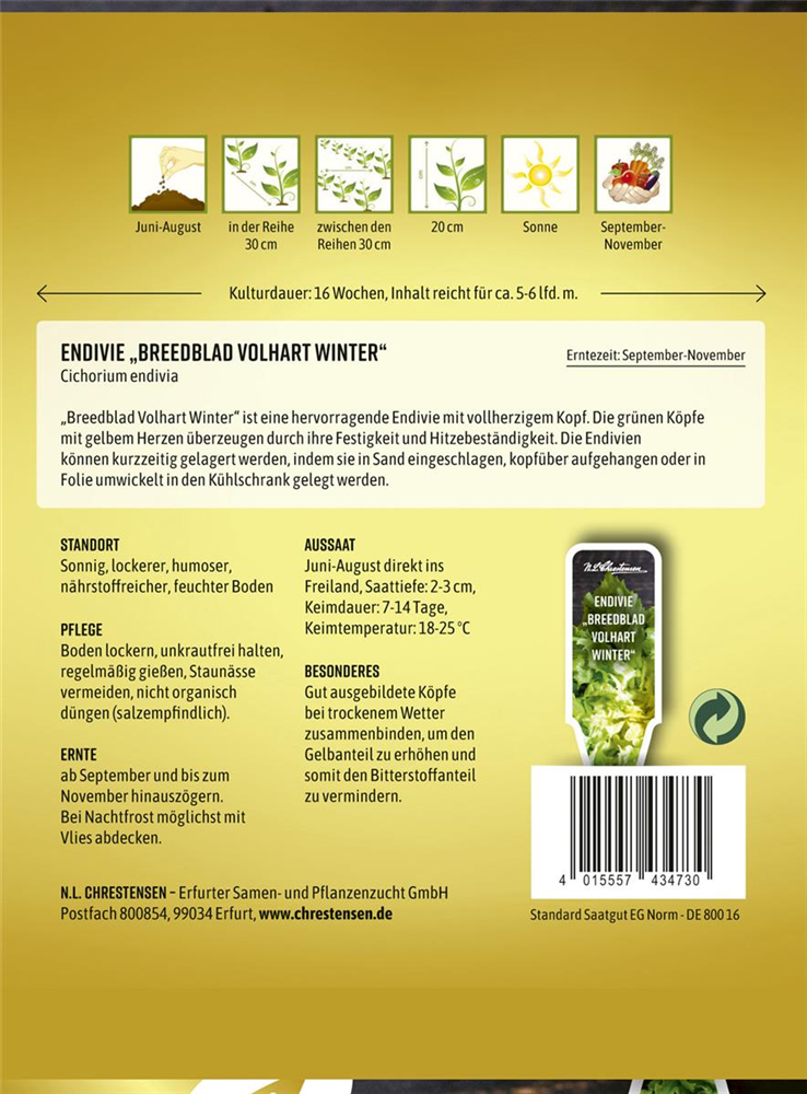 Endiviensamen 'Breedblad Volhart Winter'