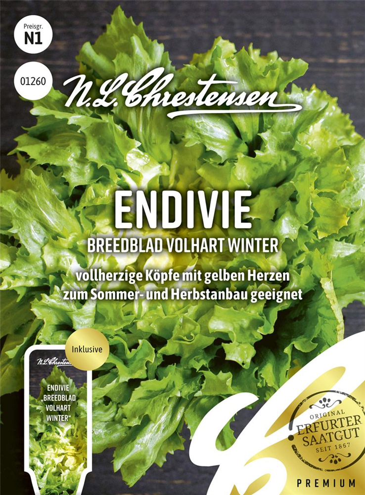 Endiviensamen 'Breedblad Volhart Winter'