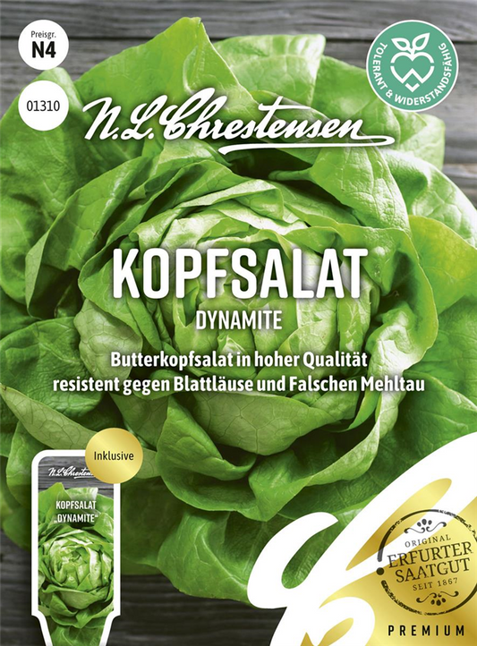 Kopfsalatsamen 'Dynamite'