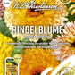 Ringelblumensamen 'Sunset Mischung'