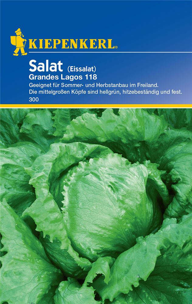 Eis-Krachsalat 'Great Lakes 118'