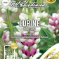 Lupinensamen 'Pink Fairy'